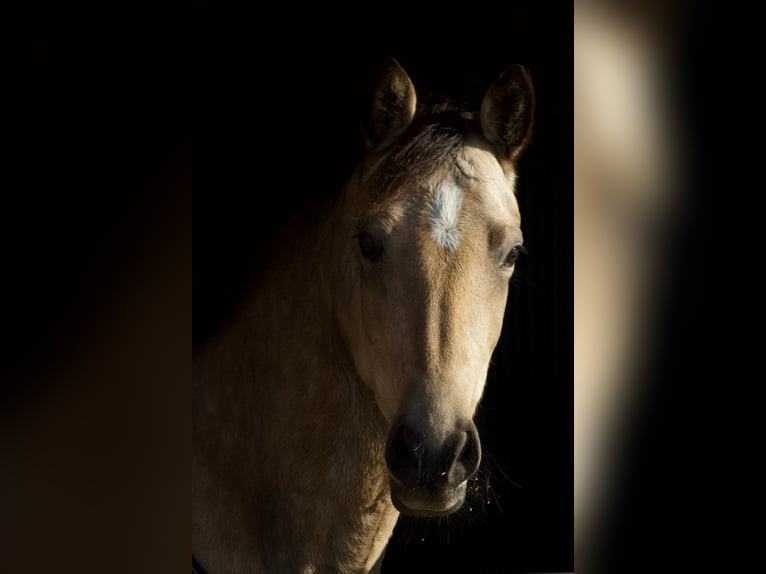 Welsh D (Cob) Mare 8 years 14.1 hh Buckskin in Dwingeloo