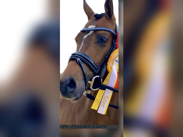 Welsh D (Cob) Mare 8 years 14.2 hh Bay-Dark in Vught