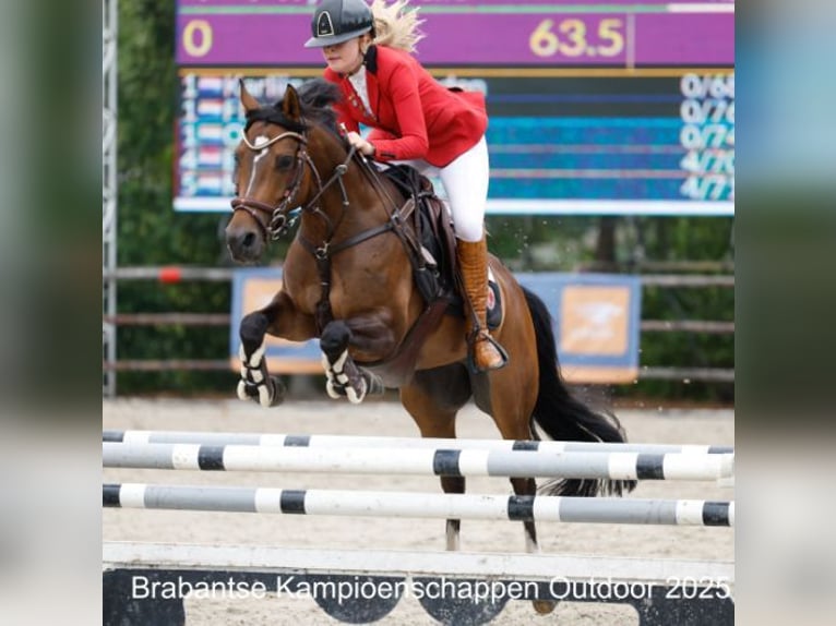 Welsh D (Cob) Mare 8 years 14.2 hh Bay-Dark in Vught