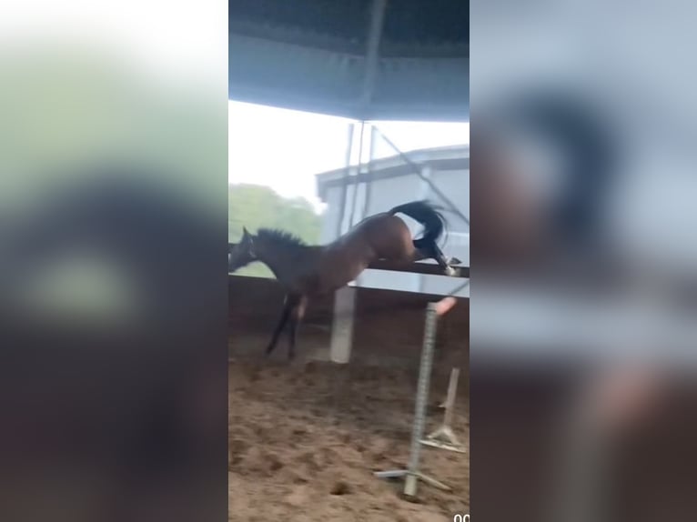 Welsh D (Cob) Mare 8 years 14.2 hh Bay-Dark in Vught
