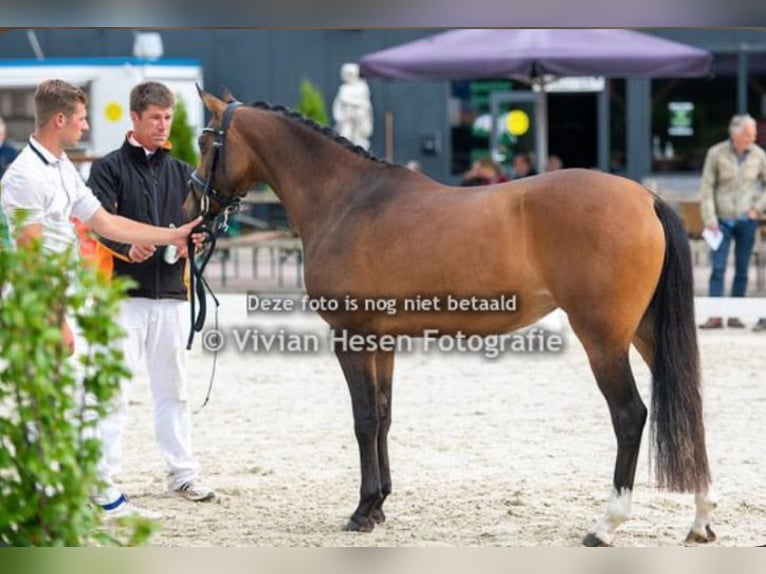 Welsh D (Cob) Mare 8 years 14.2 hh Bay-Dark in Vught
