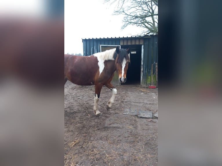 Welsh D (Cob) Mix Mare 8 years 14,1 hh Pinto in Enschede