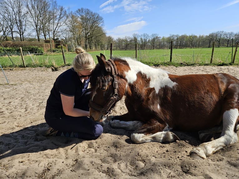 Welsh D (Cob) Mix Mare 8 years 14,1 hh Pinto in Enschede