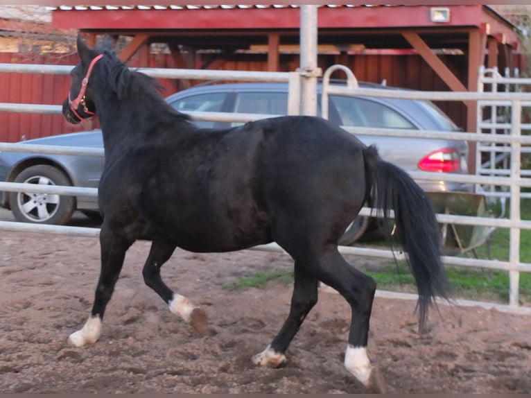 Welsh D (Cob) Mare 8 years 14,2 hh Black in Ellersleben