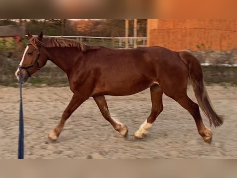 Welsh D (Cob) Mare 8 years 14,2 hh Chestnut-Red in Tornesch