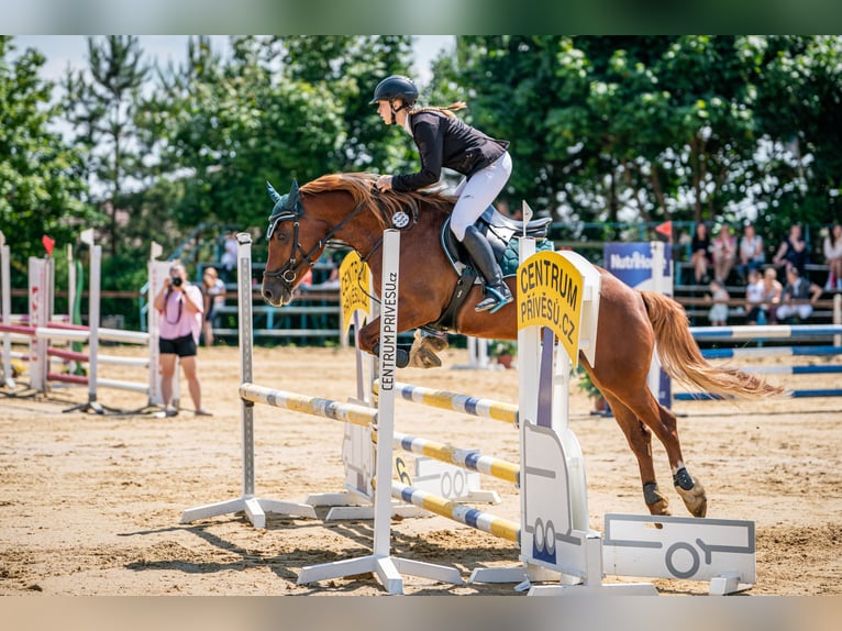 Welsh D (Cob) Mare 8 years 14,2 hh Chestnut-Red in Prag