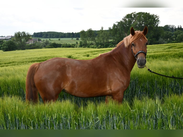 Welsh D (Cob) Mare 8 years 14,2 hh Chestnut-Red in Prag