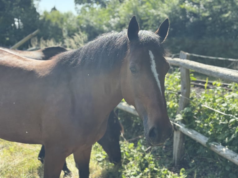 Welsh D (Cob) Mare 8 years 15,1 hh Brown in Visselhövede