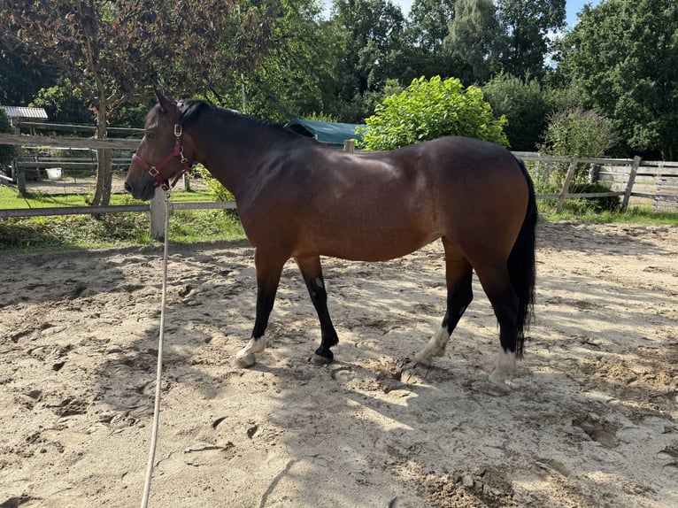 Welsh D (Cob) Mare 8 years 15,1 hh Brown in Visselhövede