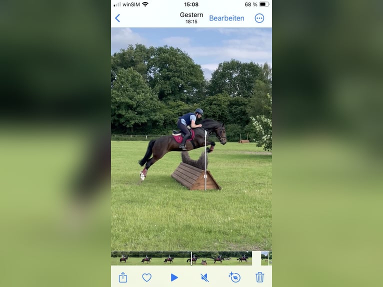 Welsh D (Cob) Mare 9 years 14.2 hh Bay-Dark in Dettum