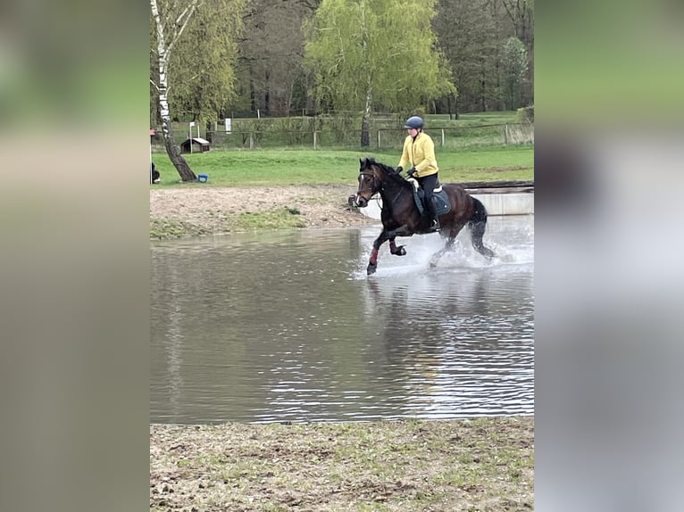 Welsh D (Cob) Mare 9 years 14.2 hh Bay-Dark in Dettum