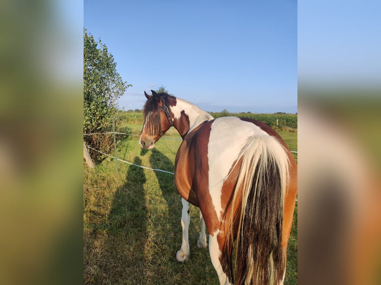 Welsh D (Cob) Mix Mare 9 years 14,1 hh Pinto in Enschede