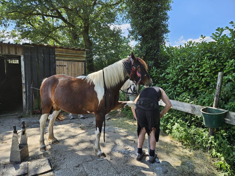 Welsh D (Cob) Mix Mare 9 years 14,1 hh Pinto in Enschede