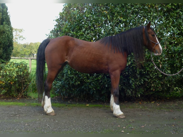 Welsh D (Cob) Mare 9 years 14,2 hh Brown in Lathen