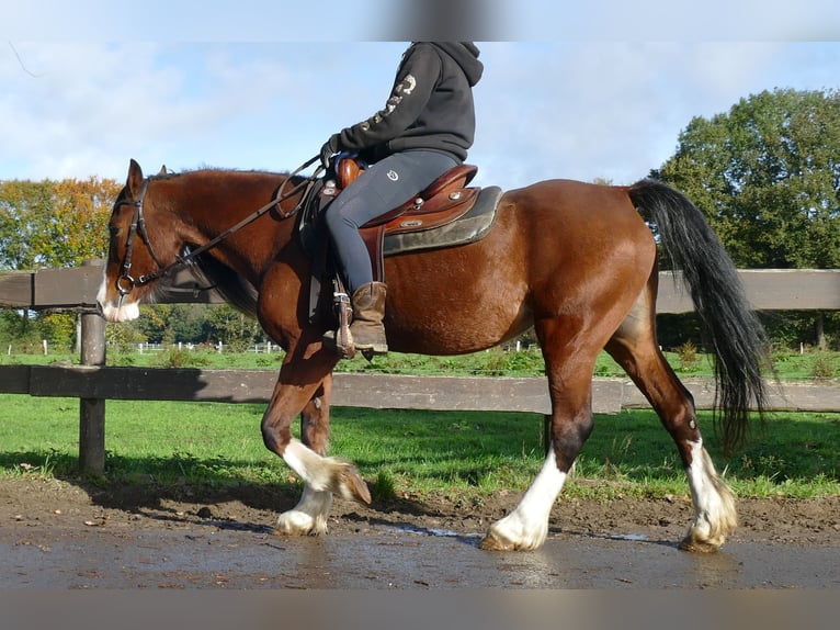 Welsh D (Cob) Mare 9 years 14,2 hh Brown in Lathen