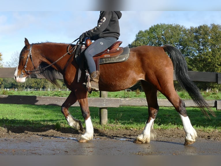 Welsh D (Cob) Mare 9 years 14,2 hh Brown in Lathen