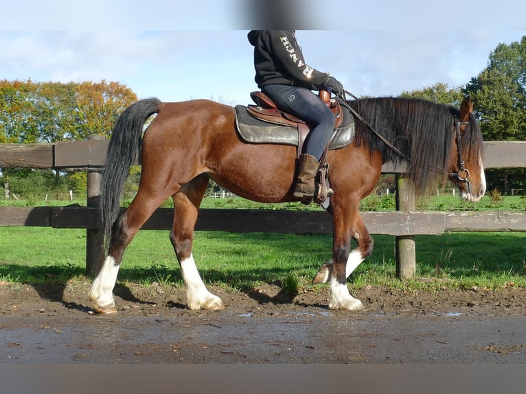 Welsh D (Cob) Mare 9 years 14,2 hh Brown in Lathen