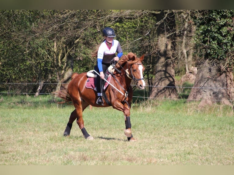 Welsh D (Cob) Mare 9 years 14,2 hh Chestnut-Red in Tornesch