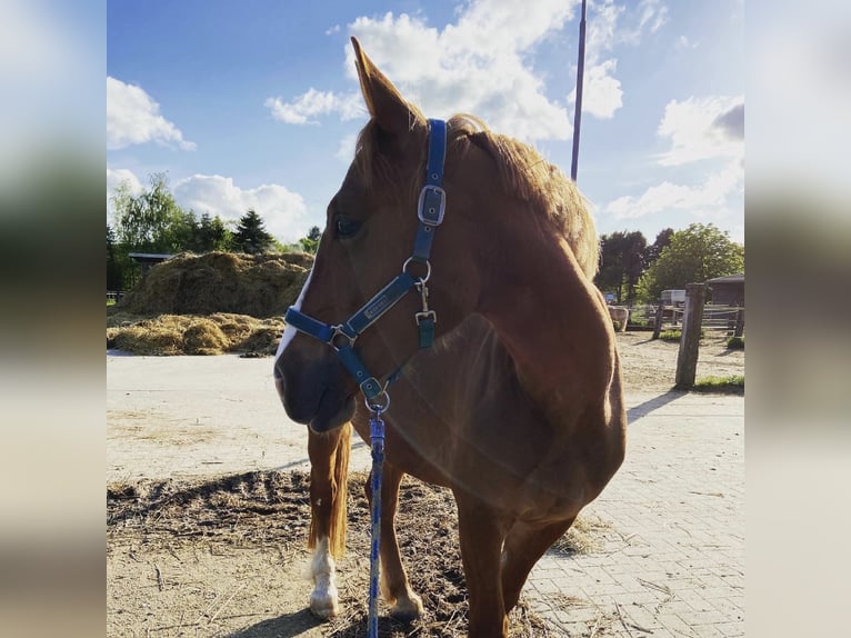 Welsh D (Cob) Mare 9 years 14,2 hh Chestnut-Red in Tornesch