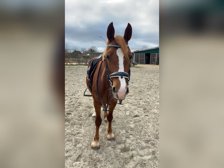 Welsh D (Cob) Mare 9 years 14,2 hh Chestnut-Red in Tornesch