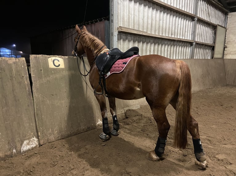Welsh D (Cob) Mare 9 years 14,2 hh Chestnut-Red in Tornesch
