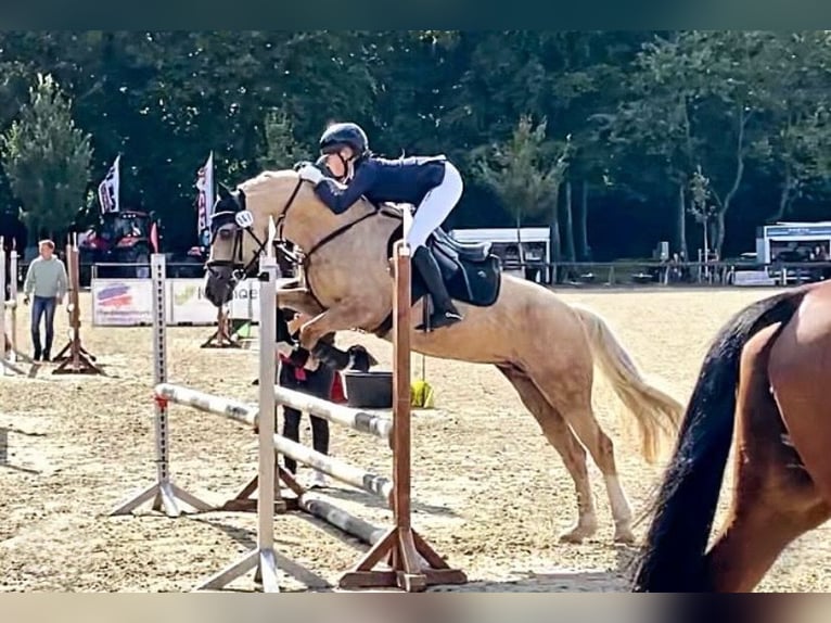 Welsh D (Cob) Mare 9 years 14,2 hh Palomino in Kabelhorst