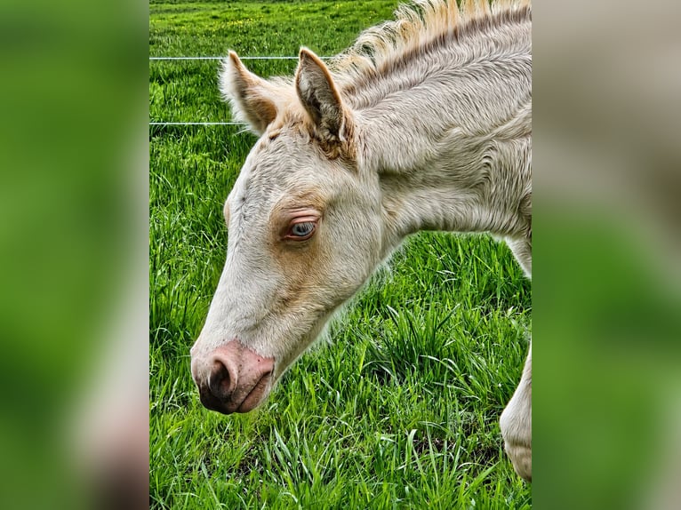 Welsh D (Cob) Mare Foal (04/2026) 14.1 hh Perlino in Friedland