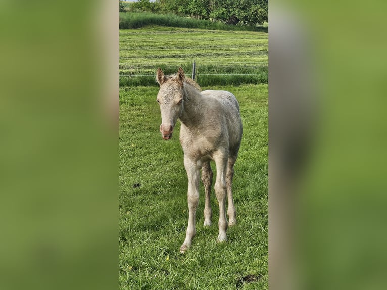 Welsh D (Cob) Mare Foal (04/2026) 14.1 hh Perlino in Friedland