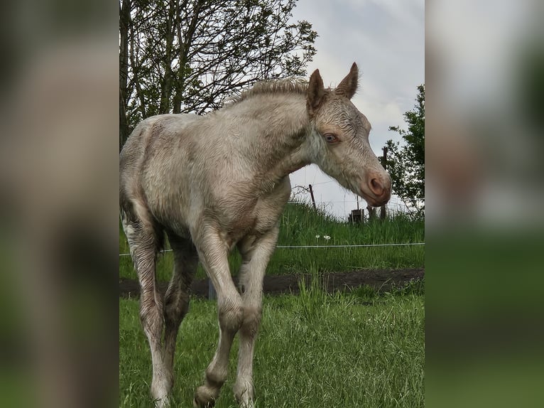 Welsh D (Cob) Mare Foal (04/2026) 14.1 hh Perlino in Friedland
