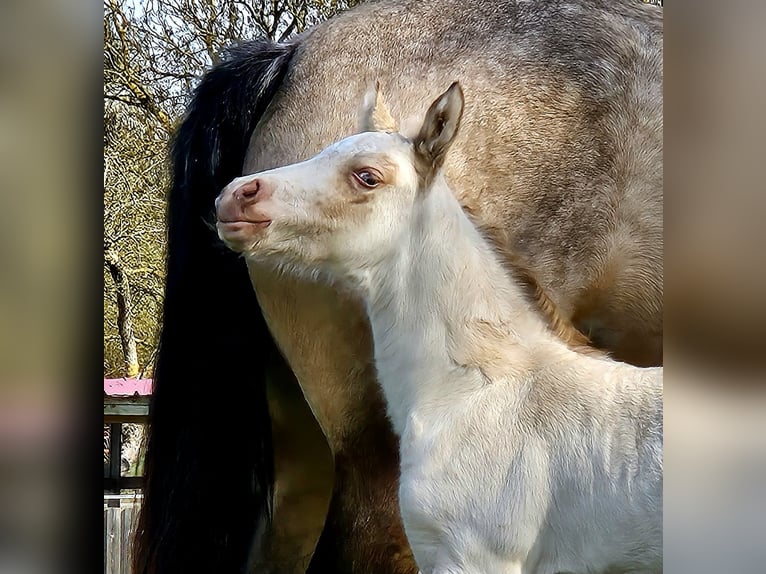 Welsh D (Cob) Mare Foal (04/2026) 14.1 hh Perlino in Friedland