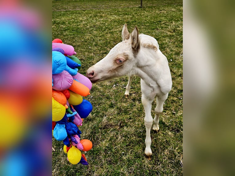 Welsh D (Cob) Mare Foal (04/2026) 14.1 hh Perlino in Friedland