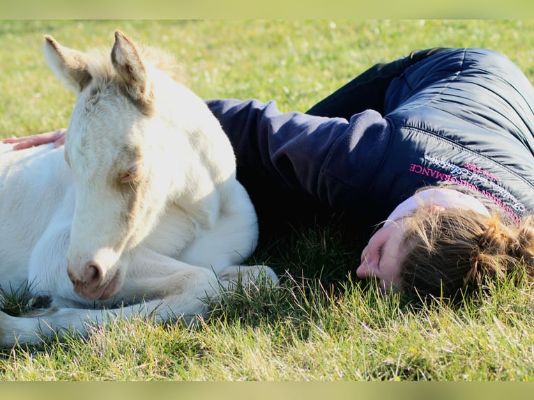 Welsh D (Cob) Mare Foal (04/2026) 14.1 hh Perlino in Friedland