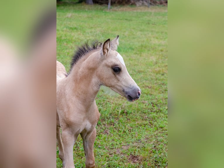 Welsh D (Cob) Mare Foal (06/2025) 14,2 hh Buckskin in Schleiden