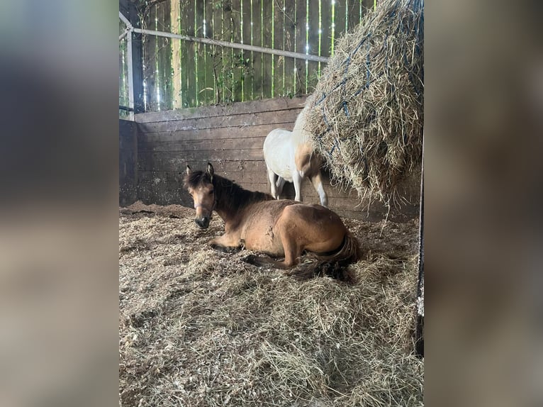 Welsh D (Cob) Mix Mare Foal (06/2025) 14,3 hh Buckskin in Kingswear