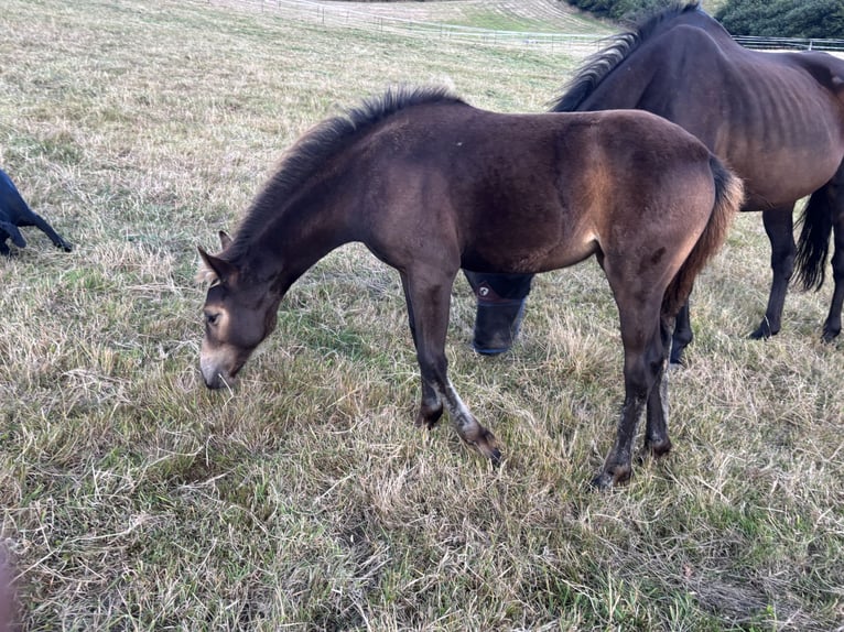 Welsh D (Cob) Mix Mare Foal (06/2025) 14,3 hh Buckskin in Kingswear