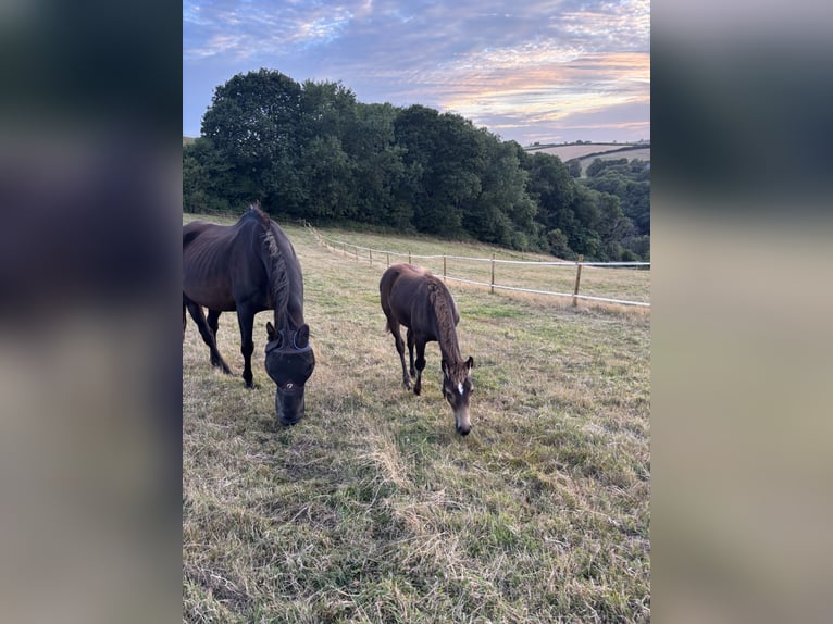 Welsh D (Cob) Mix Mare Foal (06/2025) 14,3 hh Buckskin in Kingswear