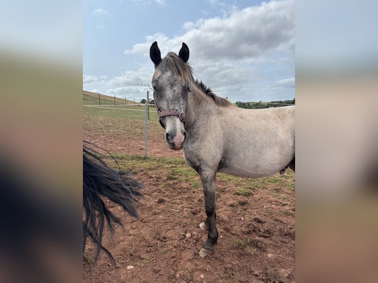 Welsh D (Cob) Mix Mare Foal (06/2025) 14,3 hh Buckskin in Kingswear