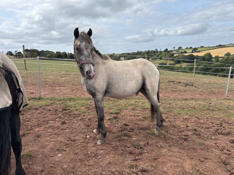 Welsh D (Cob) Mix Mare Foal (06/2025) 14,3 hh Buckskin in Kingswear
