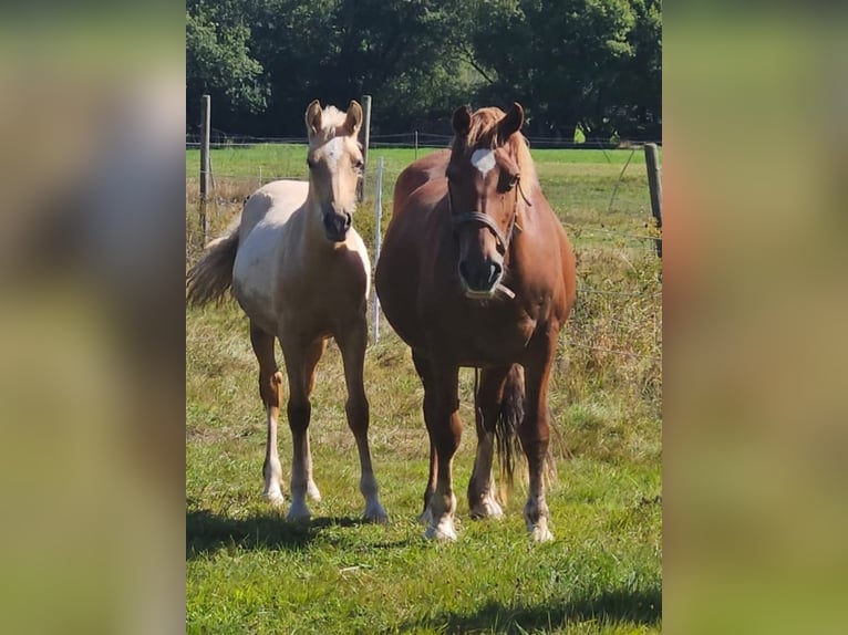 Welsh D (Cob) Mare Foal (03/2025) 14,3 hh Palomino in Kreuztal