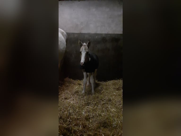 Welsh D (Cob) Mix Mare Foal (03/2026) 15.2 hh Dun in Ruinen