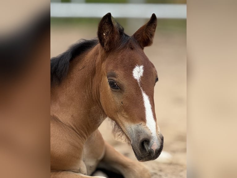 Welsh D (Cob) Mare Foal (06/2025) 15 hh Brown in Stahnsdorf