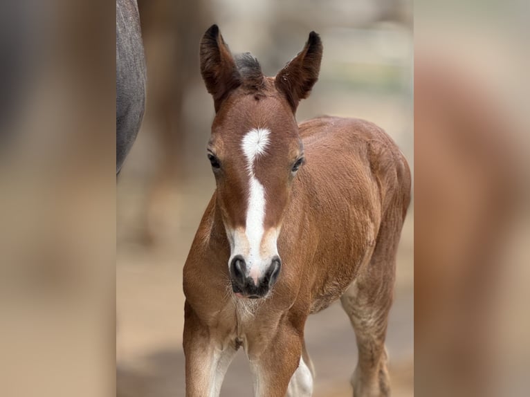 Welsh D (Cob) Mare Foal (06/2025) 15 hh Brown in Stahnsdorf