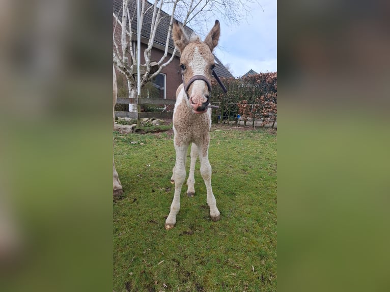 Welsh D (Cob) Mix Mare Foal (03/2026) 15,2 hh Dun in Ruinen