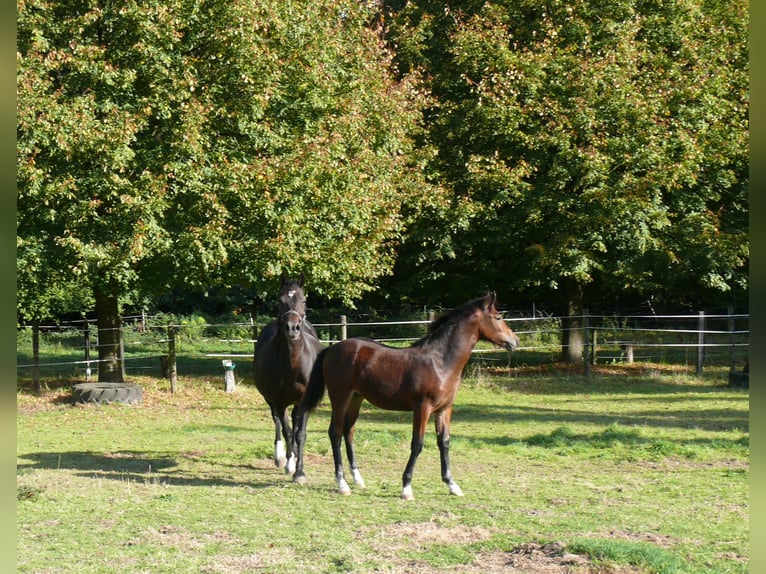 Welsh D (Cob) Mare Foal (05/2025) Brown in Geldern