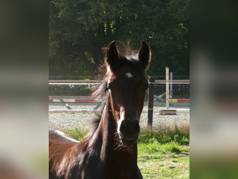 Welsh D (Cob) Mare Foal (05/2025) Brown in Geldern
