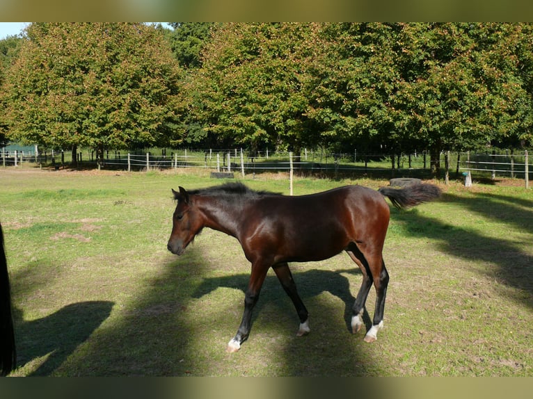 Welsh D (Cob) Mare Foal (05/2025) Brown in Geldern