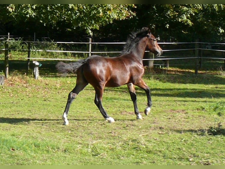 Welsh D (Cob) Mare Foal (05/2025) Brown in Geldern