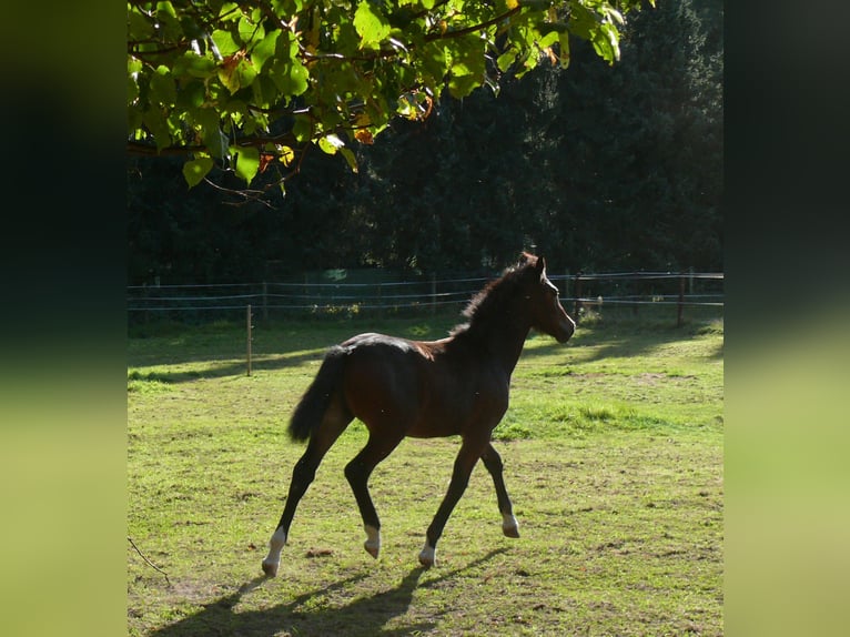 Welsh D (Cob) Mare Foal (05/2025) Brown in Geldern
