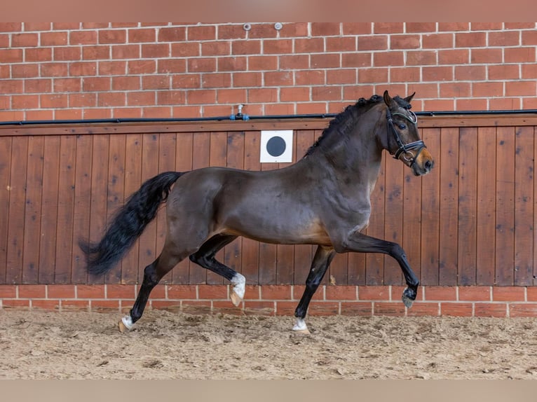 Welsh D (Cob) Mare Foal (05/2025) Brown in Geldern