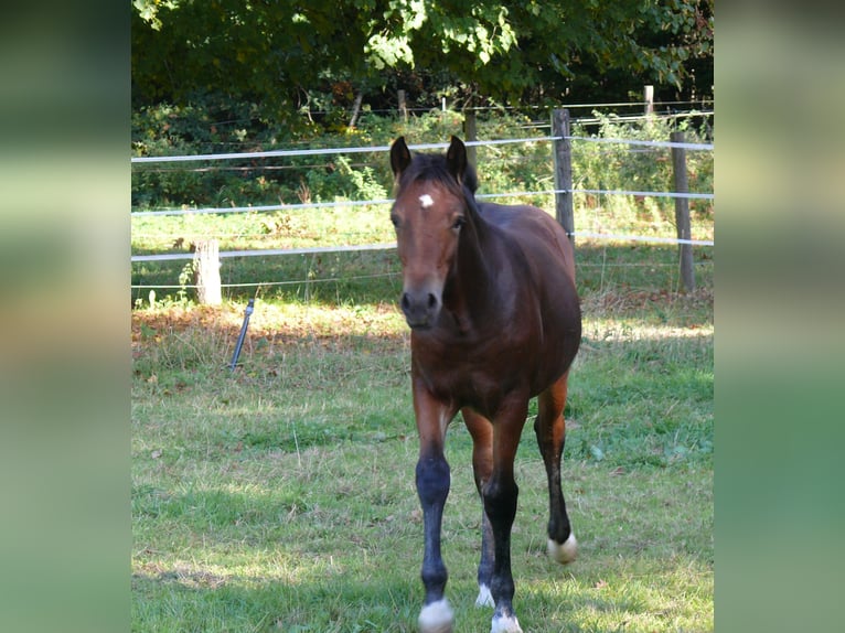 Welsh D (Cob) Mare Foal (05/2025) Brown in Geldern